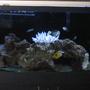 55 gallons saltwater fish tank (mostly fish, little/no live coral) - My 55