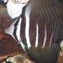 saltwater fish - zebrasoma veliferum - sailfin tang stocking in 55 gallons tank - My Sailfin Tang