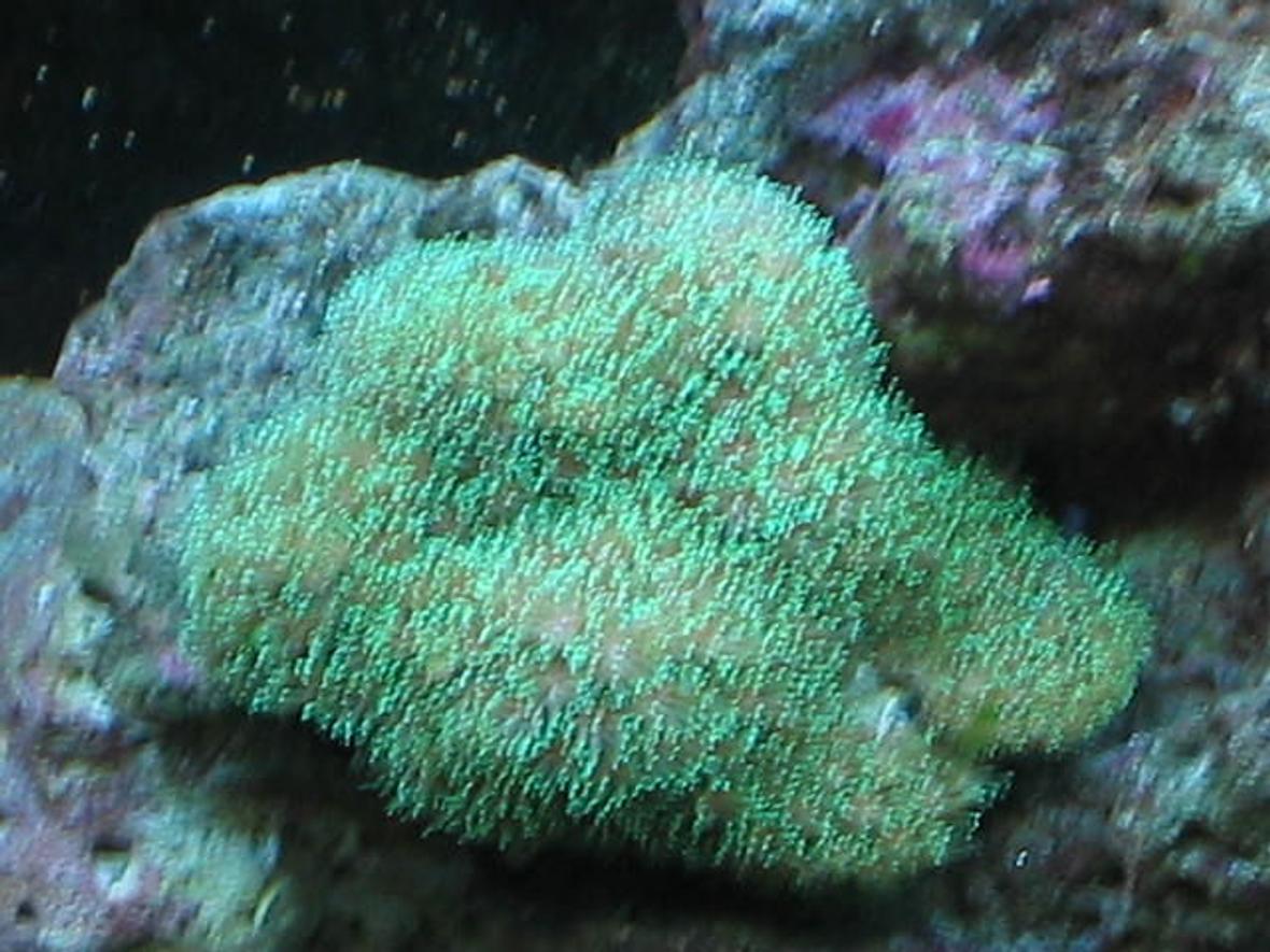 corals inverts - galaxea spp. - tooth coral stocking in 55 gallons tank - My Galaxea Coral