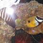 saltwater fish - siganus unimaculatus - one spot foxface stocking in 55 gallons tank - My One Spot Foxface