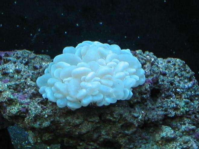 corals inverts - plerogyra sinuosa - bubble coral, white stocking in 55 gallons tank - Bubble Coral,