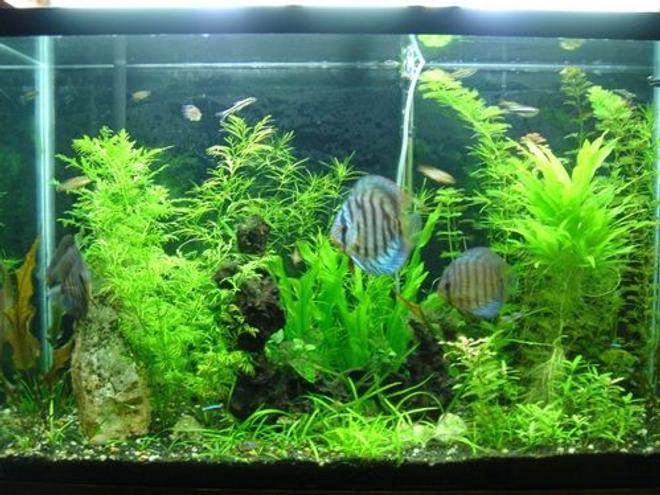 45 gallons planted tank (mostly live plants and fish) - 45gl planted tank.