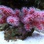 corals inverts - nephthyigorgia sp. - chili cactus coral stocking in 55 gallons tank - Chili Cactus Coral