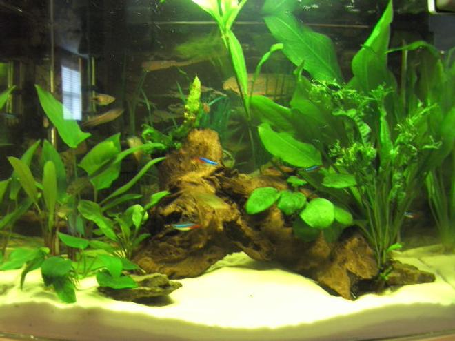 12 gallons planted tank (mostly live plants and fish) - 2 months old, all plants are growing and fish are thriving.