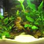 12 gallons planted tank (mostly live plants and fish) - 2 months old, all plants are growing and fish are thriving.