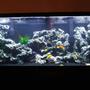 55 gallons freshwater fish tank (mostly fish and non-living decorations) - 55gallon Malawi Mbuna