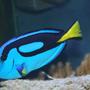 saltwater fish - paracanthurus hepatus - blue tang stocking in 200 gallons tank - My Blue (hippo) tang, as yet unnamed,