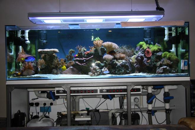 200 gallons reef tank (mostly live coral and fish) - Full tank shot, the stand still needs to be enclosed and a canopy put on top - one day it'll happen
