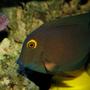 saltwater fish - ctenochaetus strigosus - kole yellow eye tang stocking in 200 gallons tank - Colin, my Koles or Yelloweye Tang, swimming above one of my six yellow tangs