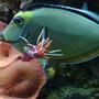 saltwater fish - naso lituratus - naso tang stocking in 200 gallons tank - My naso tang and fire/blood shrimp, the shrimp giving the naso a quick manicure. Unfortunately, both of them are now deceased