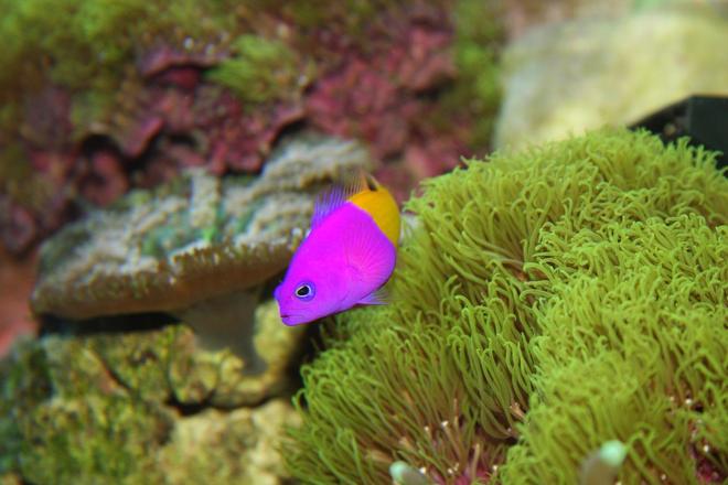 corals inverts - briareum sp. - starburst polyp stocking in 200 gallons tank - My Royal dottyback, Harfnharf, hanging around his home in the green star polyps.  He is one of the coolest fish in the tank