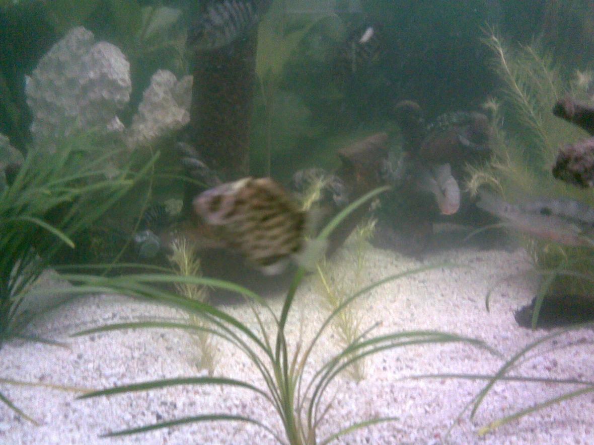 freshwater fish - tetraodon nigroviridis - green spotted puffer stocking in 100 gallons tank - FISH