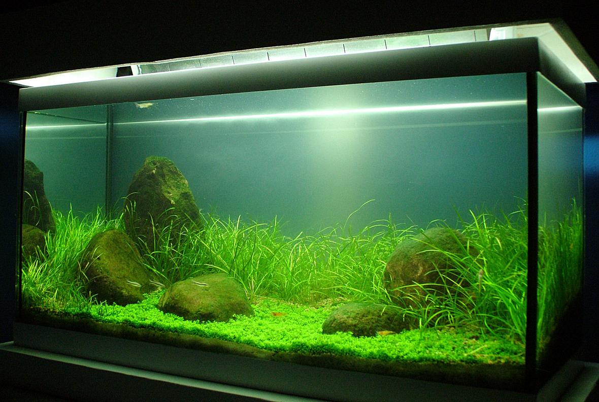 50 gallons planted tank (mostly live plants and fish) - This is my first attempt at a planted tank, it is; Tank: 70lt Lights: 2 x 20W T4's and 2 x 20W T'8's (lights are cooled by a 12V computer extractor fan in hood) Plants: Background = Echinodorus tenellus Foreground = Hemianthus callitrichoides Filtration: Old school fluval 3 external. Ferts and Co2; Co2 is injected at 1-2 bubbles per second from a fire extinguisher setup with DIY and Tropica nutrition plant food used daily. Substrate is also from Tropica with a fine layer of gravel to prevent soil disturbance. Fish and Inverts: 4 x otto's, 5 x Amano Shrimp and 4 x Sunkist shrimp.