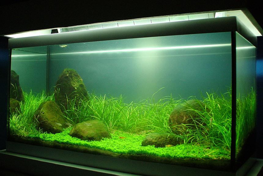 Rated #24: 50 Gallons Planted Tank - This is my first attempt at a planted tank, it is;

Tank: 70lt

Lights: 2 x 20W T4's and 2 x 20W T'8's (lights are cooled by a 12V computer extractor  fan in hood)

Plants: Background = Echinodorus tenellus
              Foreground = Hemianthus callitrichoides

Filtration: Old school fluval 3 external.

Ferts and Co2;  Co2 is injected at 1-2 bubbles per second from a fire extinguisher setup with DIY and Tropica nutrition plant food used daily. Substrate is also from Tropica with a fine layer of gravel to prevent soil disturbance.

Fish and Inverts: 4 x otto's, 5 x Amano Shrimp and 4 x Sunkist shrimp.