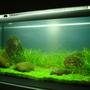 50 gallons planted tank (mostly live plants and fish) - This is my first attempt at a planted tank, it is; Tank: 70lt Lights: 2 x 20W T4's and 2 x 20W T'8's (lights are cooled by a 12V computer extractor fan in hood) Plants: Background = Echinodorus tenellus Foreground = Hemianthus callitrichoides Filtration: Old school fluval 3 external. Ferts and Co2; Co2 is injected at 1-2 bubbles per second from a fire extinguisher setup with DIY and Tropica nutrition plant food used daily. Substrate is also from Tropica with a fine layer of gravel to prevent soil disturbance. Fish and Inverts: 4 x otto's, 5 x Amano Shrimp and 4 x Sunkist shrimp.