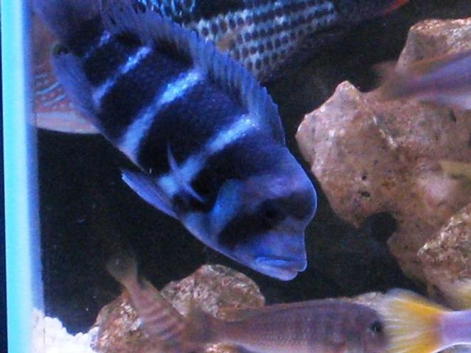 freshwater fish - cyphotilapia frontosa - frontosa cichlid stocking in 55 gallons tank - frontosa