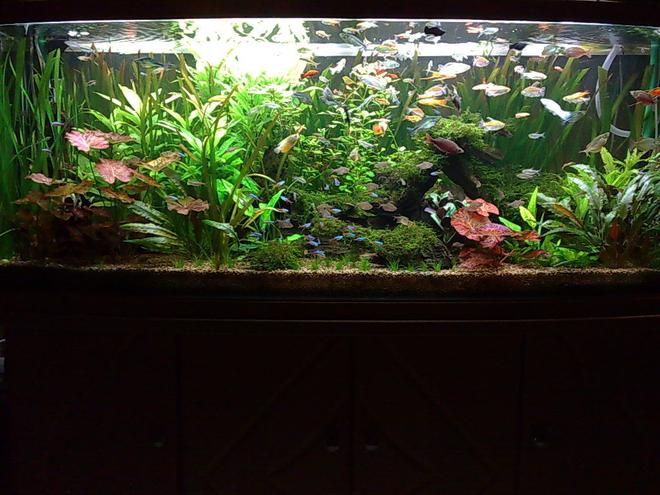 85 gallons freshwater fish tank (mostly fish and non-living decorations) - My 150cm tank 120Gallon