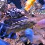 freshwater fish - cyphotilapia frontosa - frontosa cichlid stocking in 55 gallons tank - cichlids