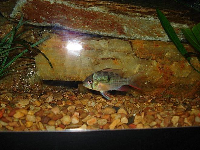 freshwater fish - microgeophagus altispinosa - bolivian ram stocking in 75 gallons tank - These rams come out of South America and get 3-4 inches long when full grown.