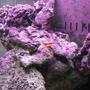 corals inverts - lysmata amboinensis - scarlet skunk cleaner shrimp stocking in 125 gallons tank - Skunk Cleaner II