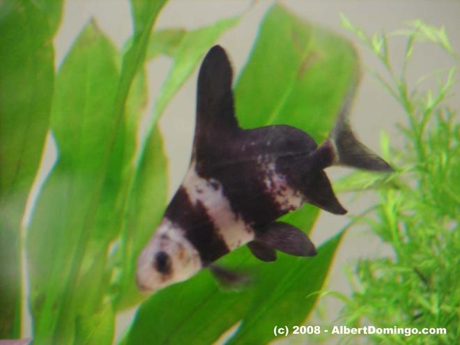 freshwater fish - myxocyprinus asiaticus - chinese hi fin banded shark stocking in 100 gallons tank - Chinese banded shark