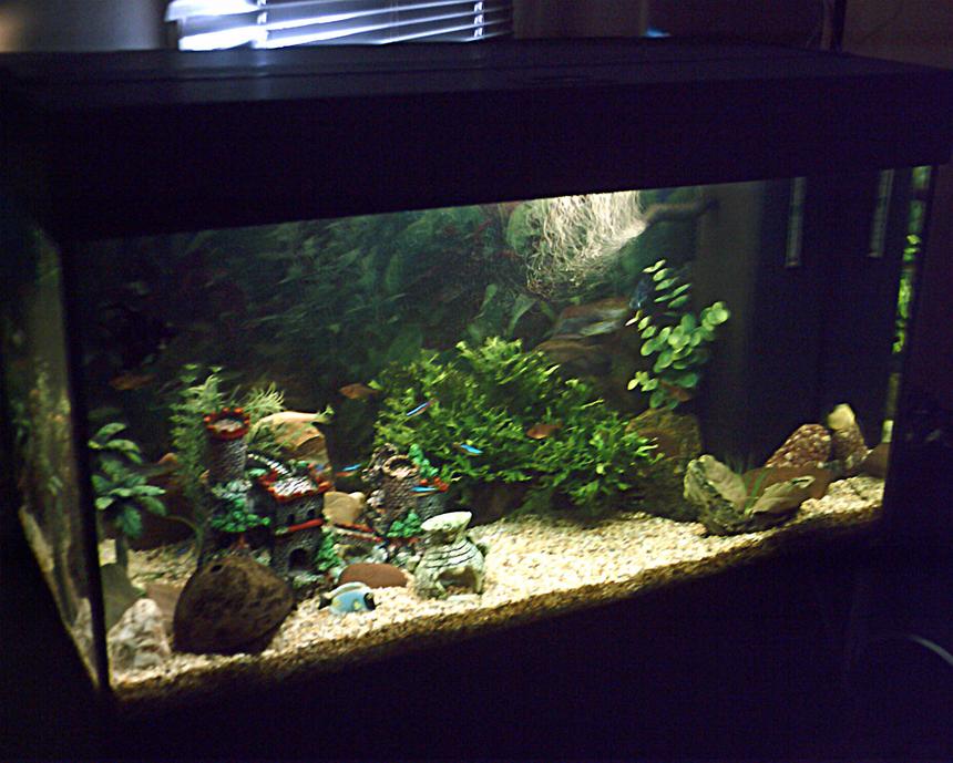 Rated #2420: 33 Gallons Freshwater Fish Tank - 125l Tank contains;
Keyhole Cichlid
Severum
4 Kribensis
Angelfish
7 Dalmatian Molly 
3 Danios
6 Neon Tetra
4 Serpae Tetra
Paradise Fish
Chinese Algae Eater
Bristlenose Catfish