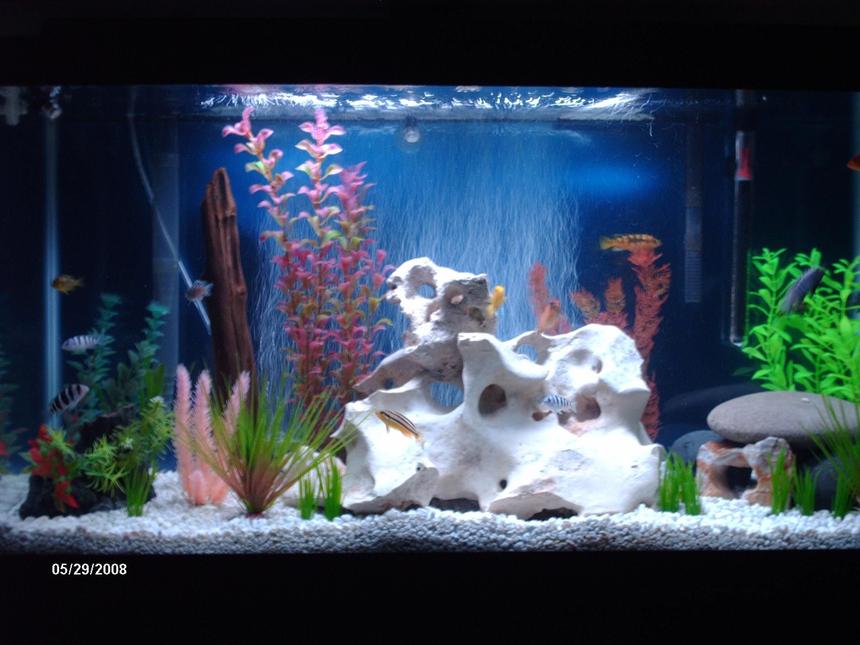 Rated #1775: 38 Gallons Freshwater Fish Tank - Reset with Texas Holey Rock