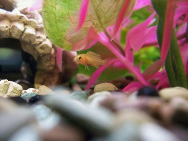 freshwater fish stocking in 50 gallons tank - one of the baby cichlids