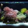 10 gallons reef tank (mostly live coral and fish) - My 10 gallon nano.