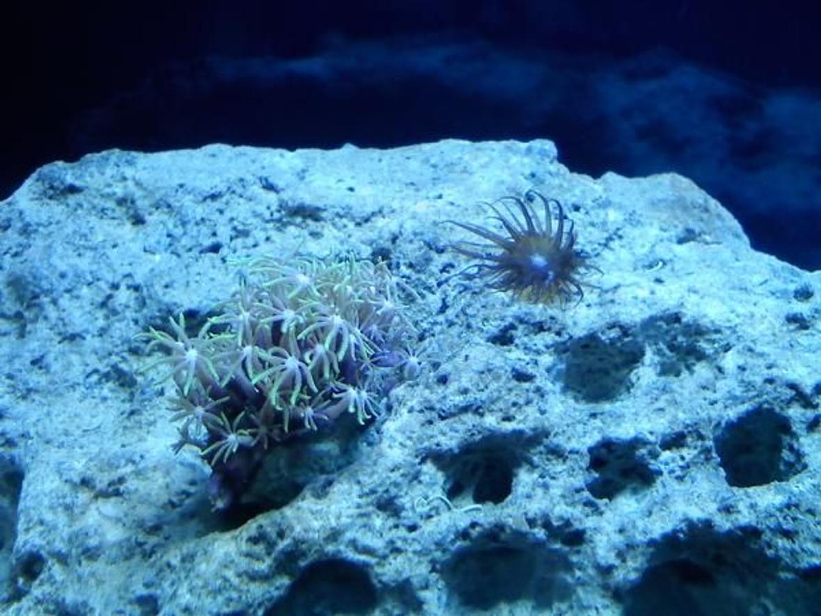 corals inverts - briareum sp. - starburst polyp stocking in 10 gallons tank - the new coral buddies. they are called star polyps