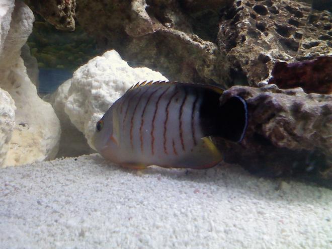saltwater fish - centropyge eibli - red stripe angelfish stocking in 75 gallons tank - My Eibli Angelfish