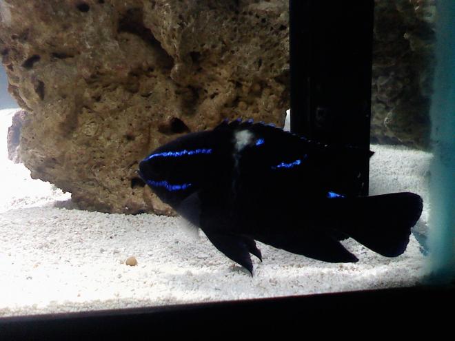 saltwater fish - neoglyphidodon oxyodon - black velvet damsel stocking in 75 gallons tank - Black Velvet Damsel