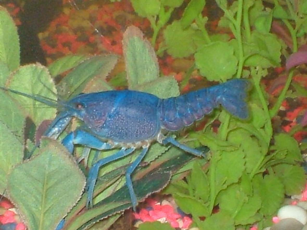 corals inverts - procambarus sp. - hammers cobalt blue lobster stocking in 75 gallons tank - CLAWS