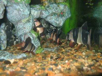 freshwater fish - botia macracantha - clown loach stocking in 90 gallons tank - JUST CLOWNING SAROUND