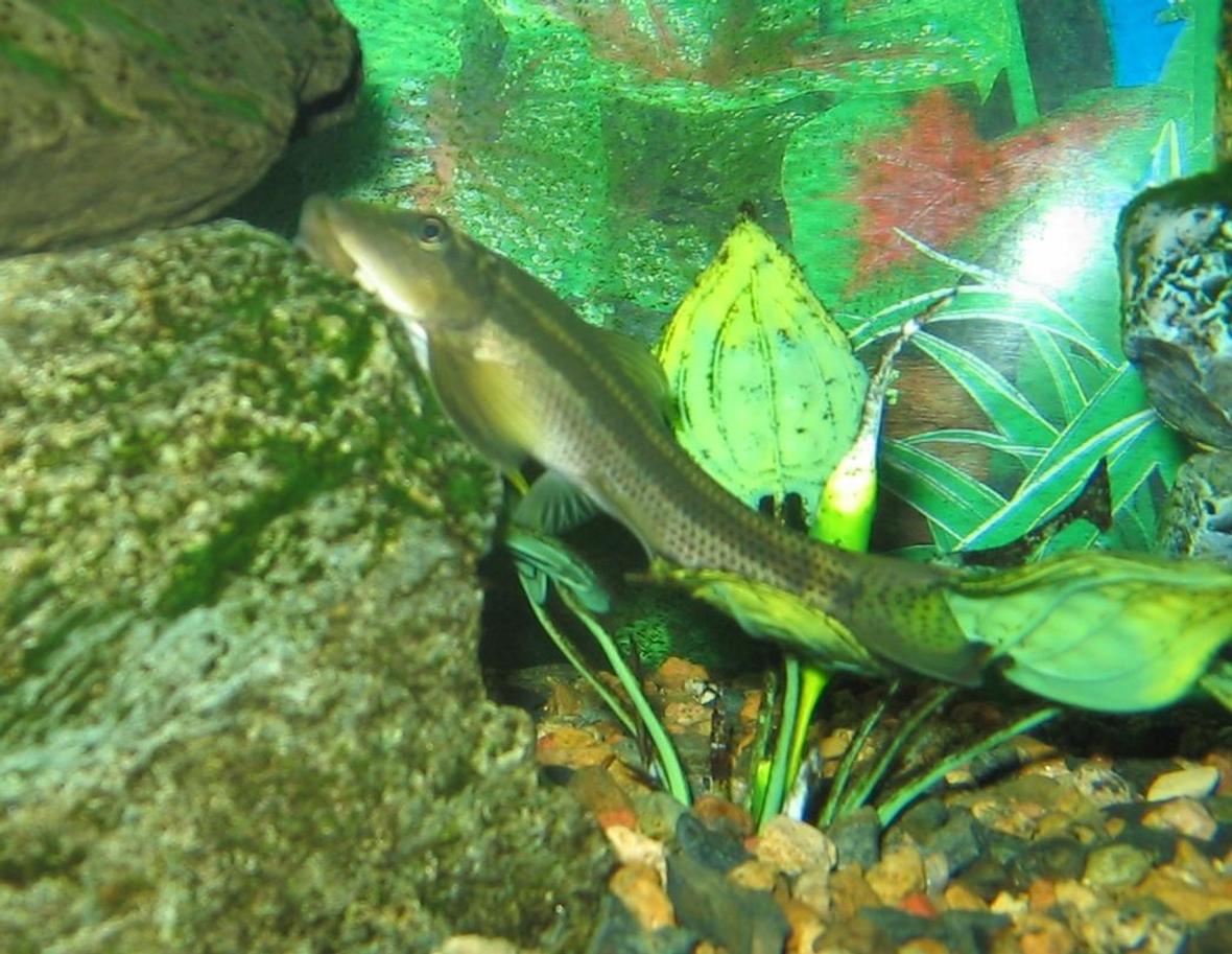 freshwater fish - gyrinocheilos aymonieri - chinese algae eater stocking in 90 gallons tank - 35 YEAR OLD