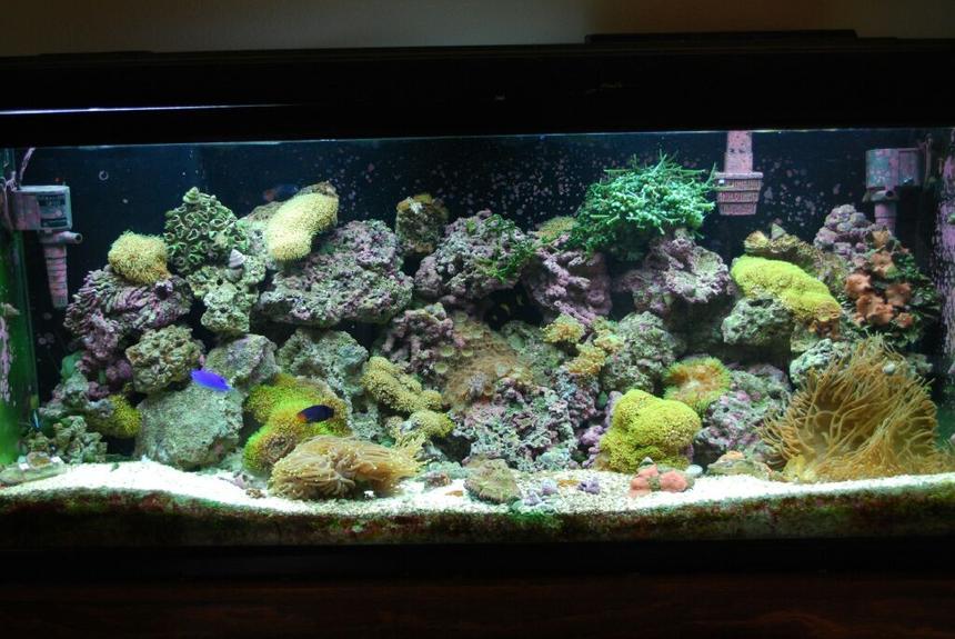 Rated #110: 75 Gallons Reef Tank - 1.5 years w/ this tank and still going strong.