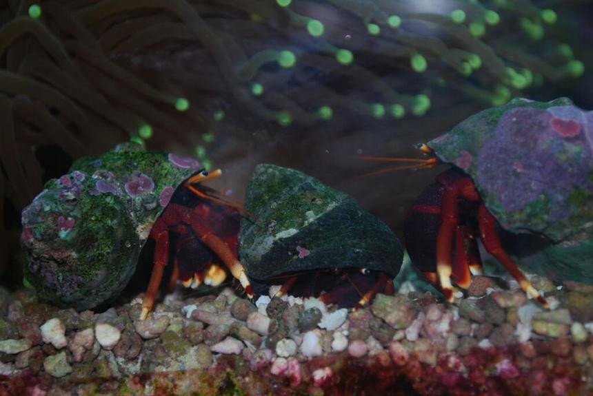 Rated #70: Corals Inverts - Ciliopagurus Strigatus - Halloween Hermit Crab Stocking In 75 Gallons Tank - Omg they got me surrounded, HELP!!!!!