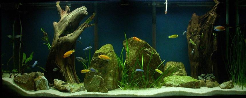 Rated #55: 120 Gallons Freshwater Fish Tank - 120 Gallon Mbuna Tank