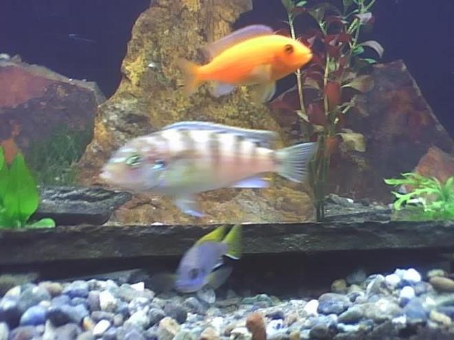 freshwater fish - metriaclima lombardoi - kenyi cichlid stocking in 60 gallons tank - africans