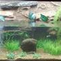 100 gallons freshwater fish tank (mostly fish and non-living decorations) - This is my fishtank