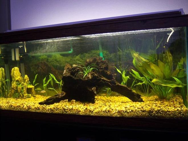 75 gallons planted tank (mostly live plants and fish) - live plants and wood!