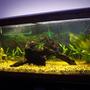 75 gallons planted tank (mostly live plants and fish) - live plants and wood!
