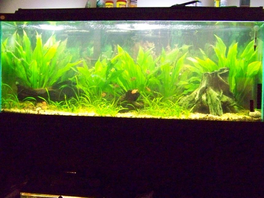 Rated #1539: 75 Gallons Freshwater Fish Tank - updated picture of the 75 gallon amazon community tank