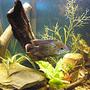 freshwater fish - aequidens rivulatus - green terror stocking in 55 gallons tank - My Green Terror Nemesis