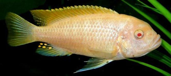 freshwater fish - pseudotropheus socolofi (albino) - albino socolofi stocking in 50 gallons tank - albino cichlid