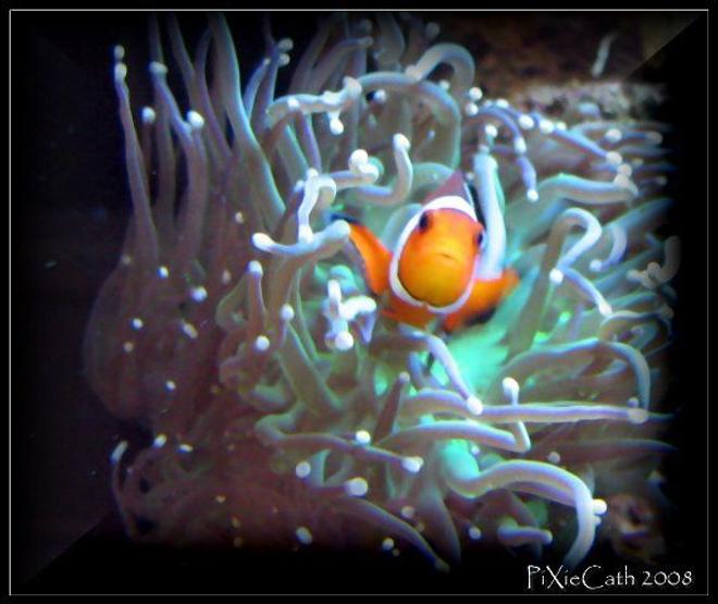 saltwater fish - amphiprion ocellaris - ocellaris clownfish stocking in 125 gallons tank - Ocellaris clownfish