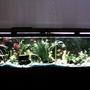 125 gallons freshwater fish tank (mostly fish and non-living decorations) - Freshwater community fish, 125 gallons.