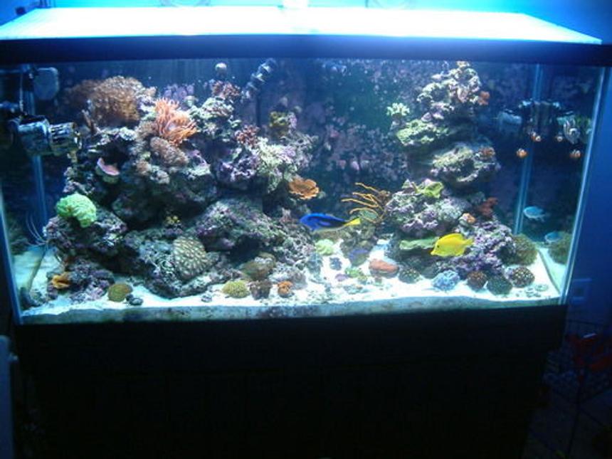 Rated #100: 90 Gallons Reef Tank - FTS