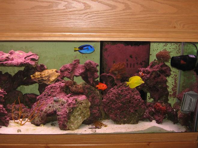 125 gallons saltwater fish tank (mostly fish, little/no live coral) - Right Side June 2008