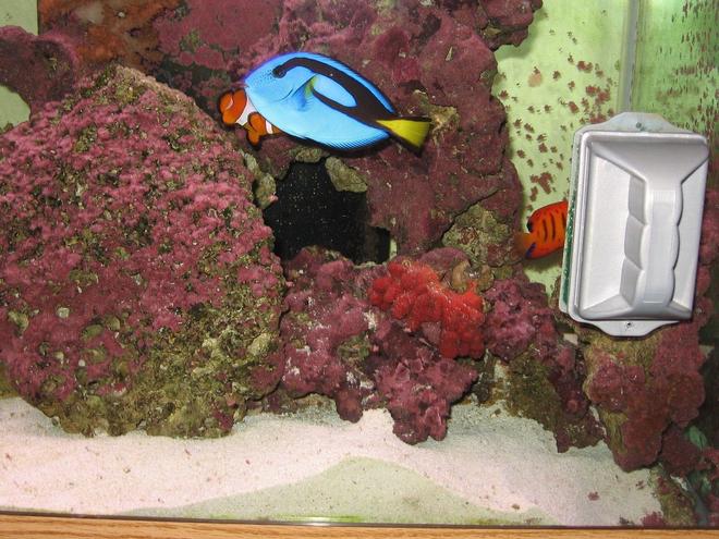 125 gallons saltwater fish tank (mostly fish, little/no live coral) - Blue Regal